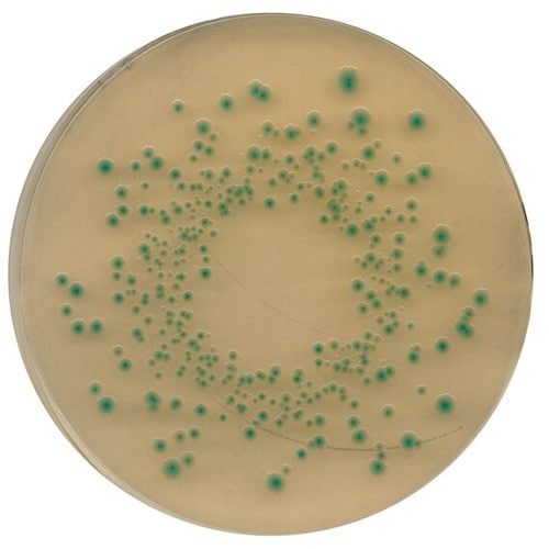 Chromocult® TBX agar (tryptone bile X-glucuronide)